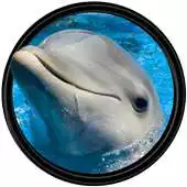 Free play online Dolphin [HD] Wallpapers APK